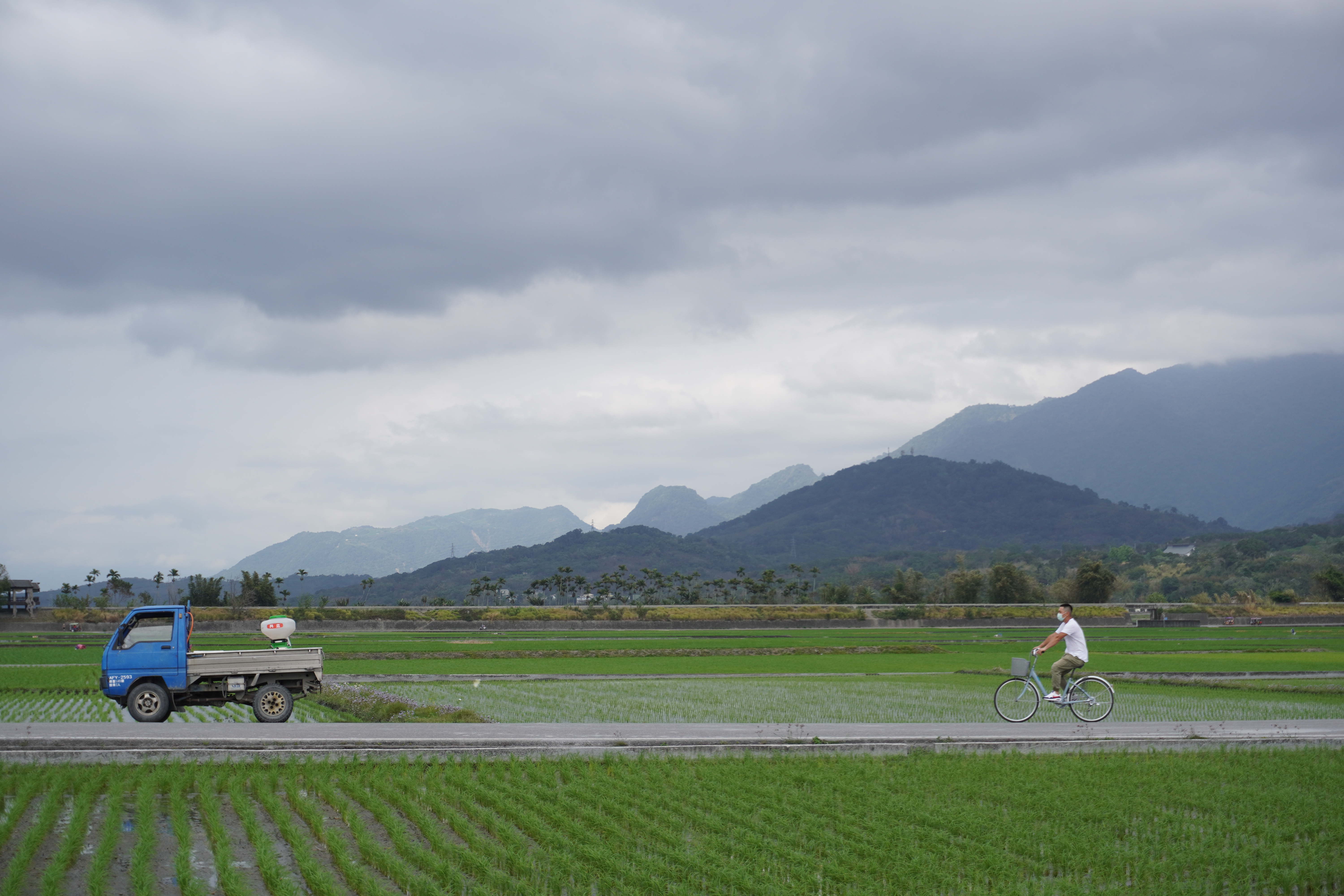 Rice field in Taiwan