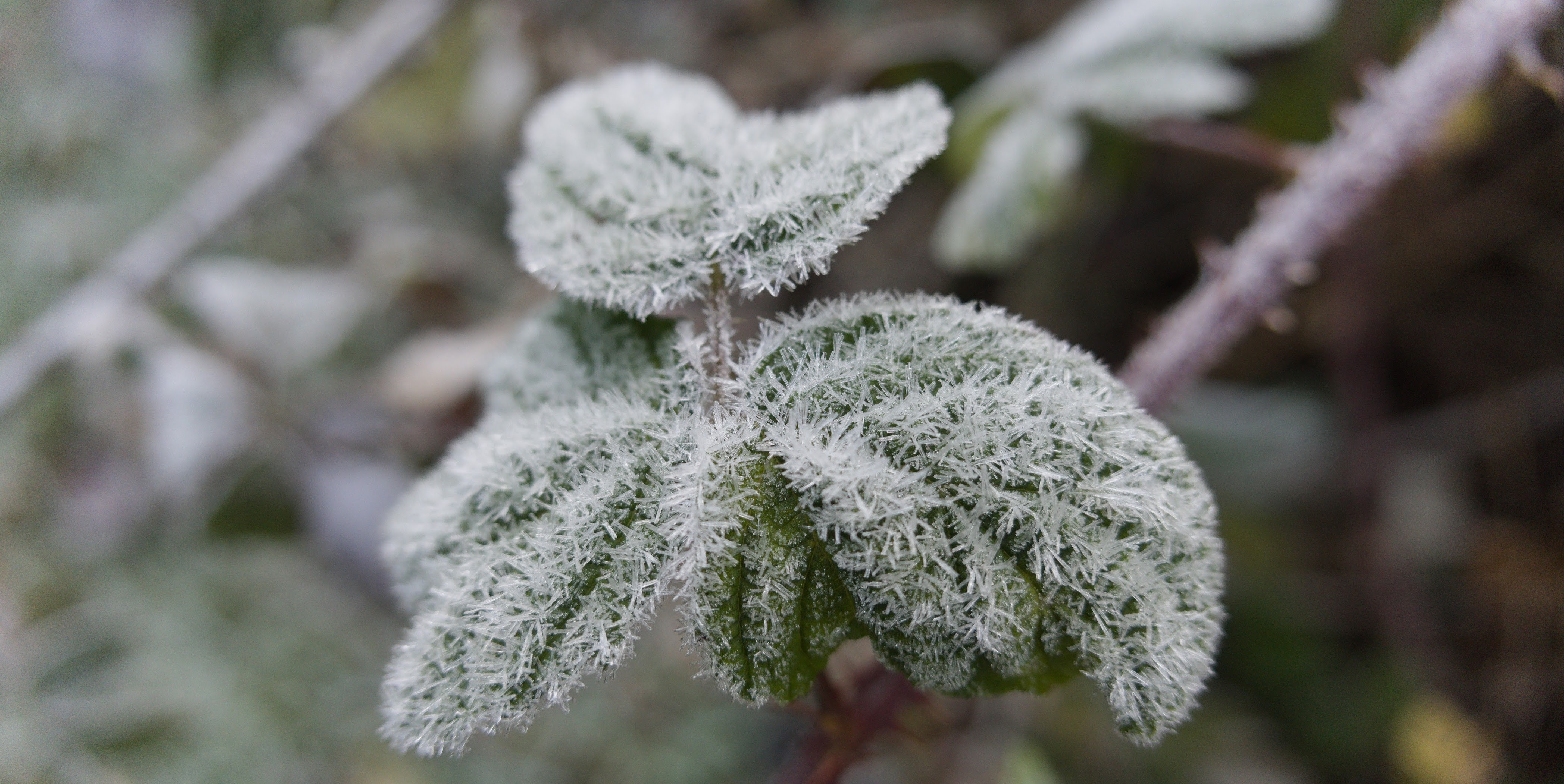 Ilkley Moor Winter Frost.